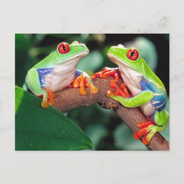 Carte Postale Paire de l'oeil rouge, Agalychinis callidryas, (Devant)