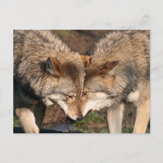 Carte Postale paire de loups (Devant)