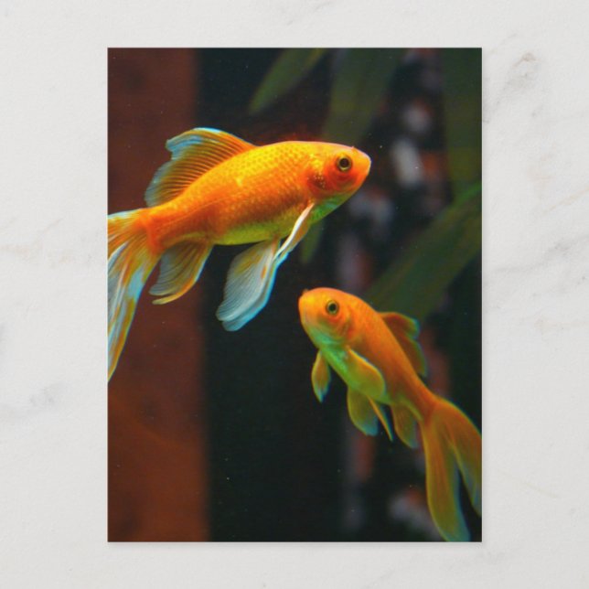 Carte Postale Paire de Lucky Goldfish (Devant)