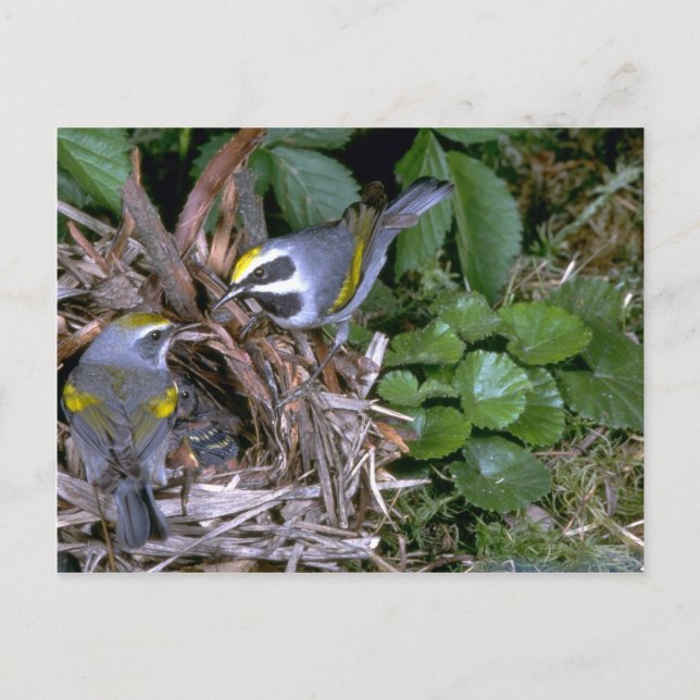 Carte Postale Paire de Parulines à ailes dorées avec nid (Devant)