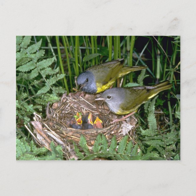 Carte Postale Paire de Parulines en deuil avec jeunes (Devant)