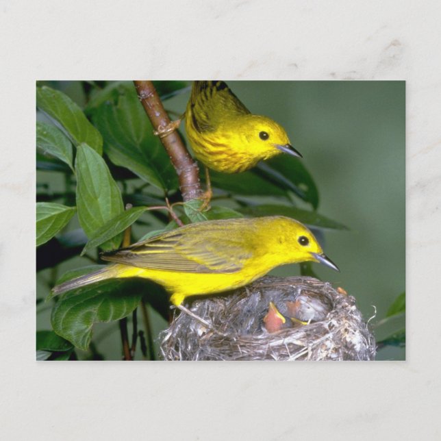 Carte Postale Paire de Parulines Jaunes avec jeunes (Devant)