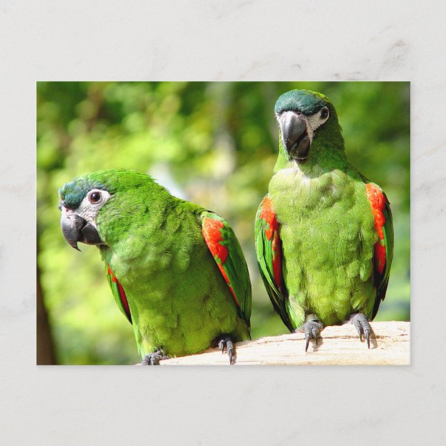 Carte postale Paire De Perroquets Vertes (Devant)