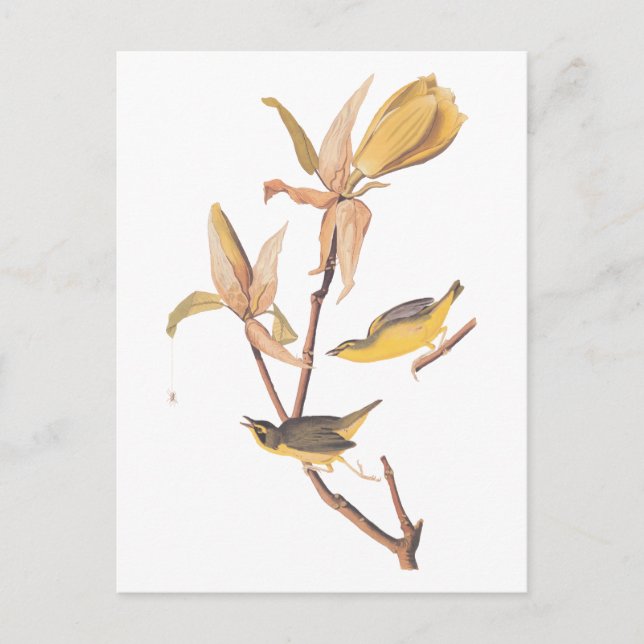 Carte Postale Paire d'oiseaux de Paruline du Kentucky d'Audubon  (Devant)