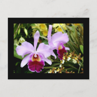 Carte Postale Paire d'orchidées