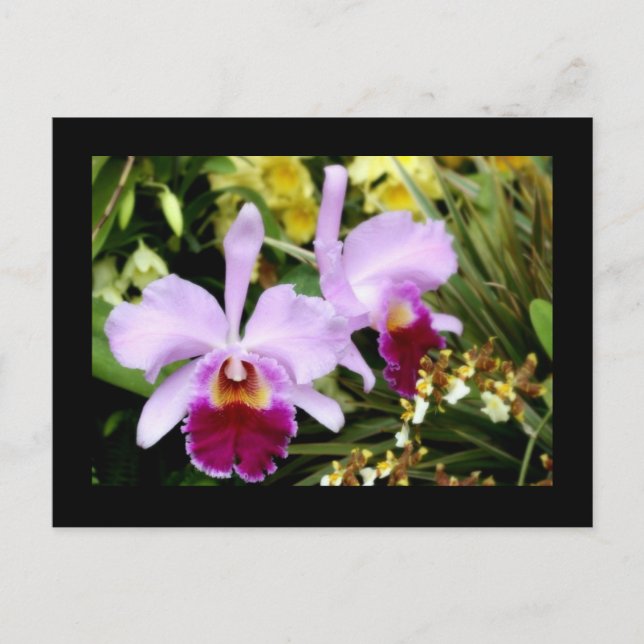 Carte Postale Paire d'orchidées (Devant)