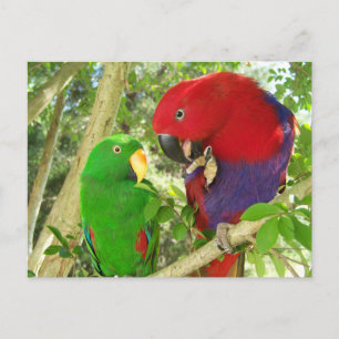 Carte Postale Paire Eclectus