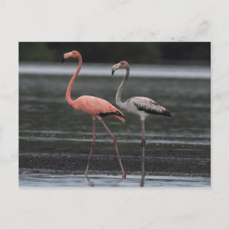 Carte postale paire Flamant rose