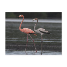 Carte postale paire Flamant rose