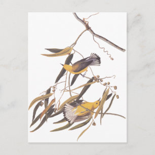 Carte Postale Paire ornithologique jaune d'Audubon