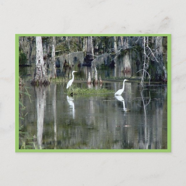 Carte Postale Paires mignonnes de hérons de la Louisiane dans (Devant)