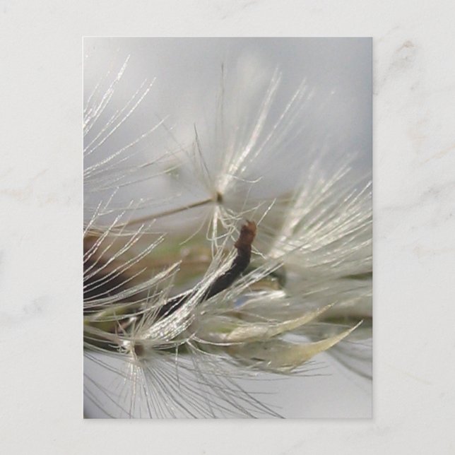 Carte Postale Paisible, Élégant, Chatoyant Poof Dandelion (Devant)