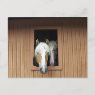 Carte Postale Palamino Horaires dans une grange au Colorado