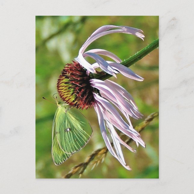 Carte postale Pale Purple Coneflower (Devant)