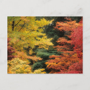 Carte Postale Palette Automne