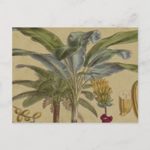 Carte Postale Palm Antique Fruit Tropical Art Botanique