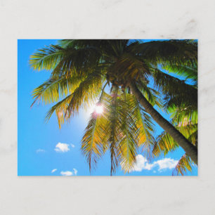 Carte Postale Palm Paradise Ciel Bleu Soleil
