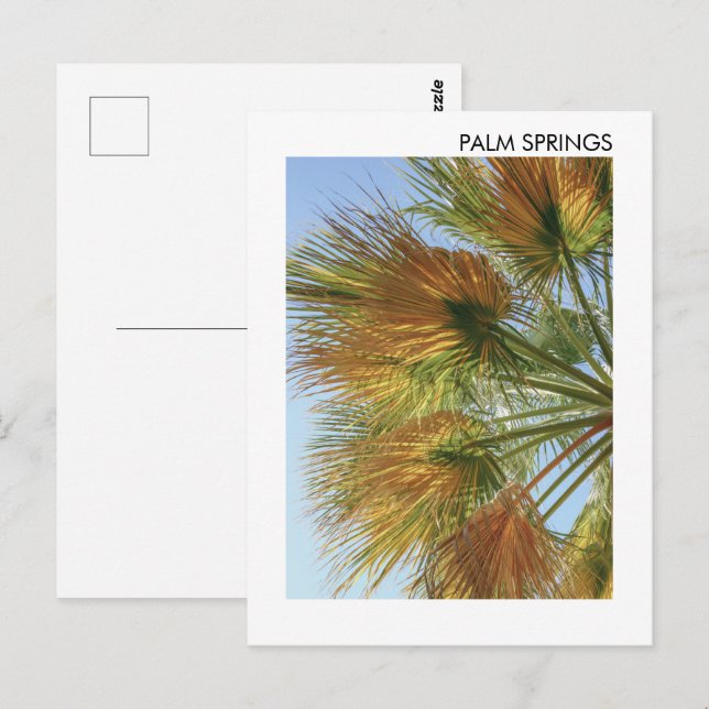Carte Postale Palm Springs Palm Trees et Palm Fronds (Devant / Derrière)