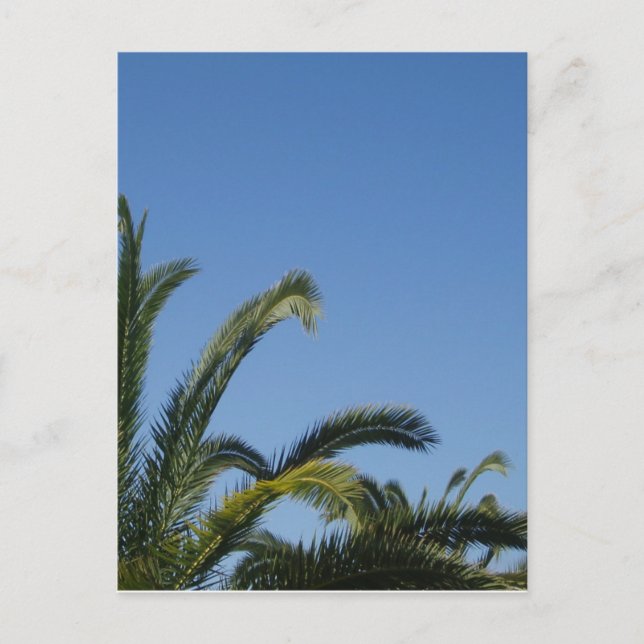 Carte postale Palm Tree (Devant)
