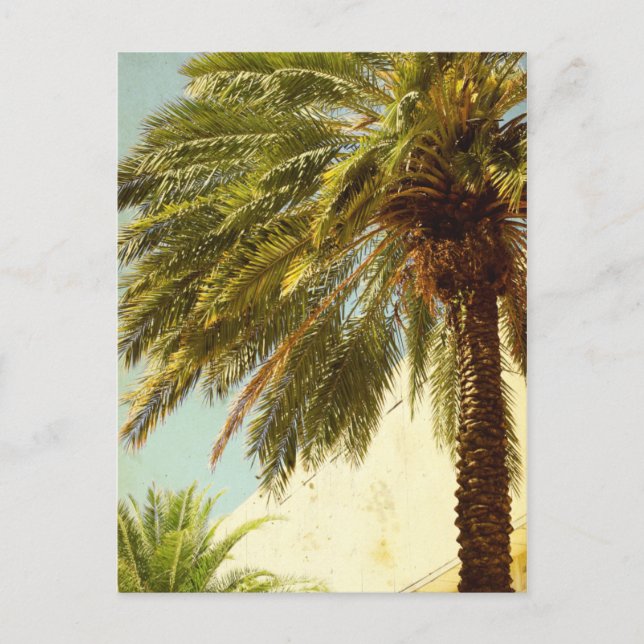 Carte postale Palm Tree (Devant)