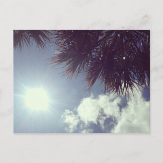 Carte Postale Palm Tree & Sun