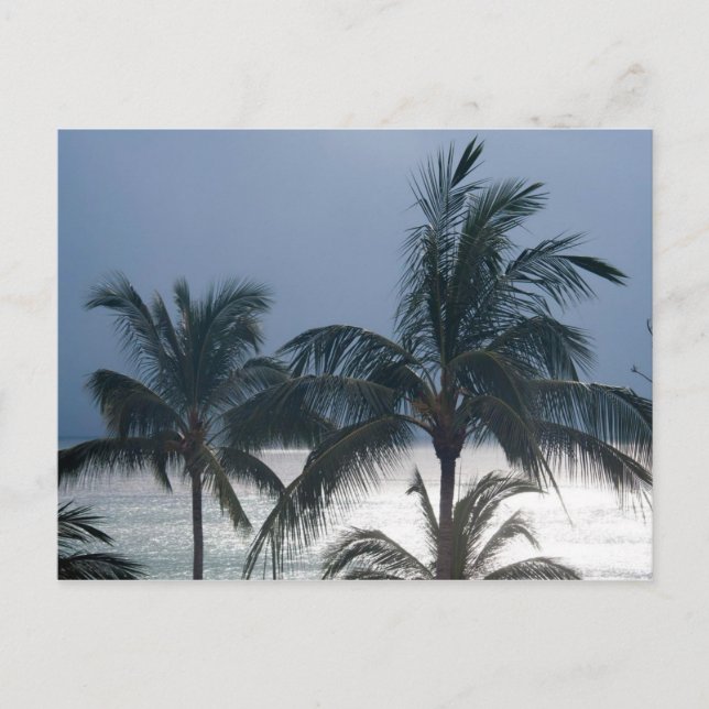 Carte Postale Palm Trees (Devant)
