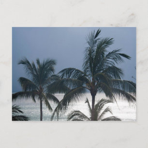 Carte Postale Palm Trees