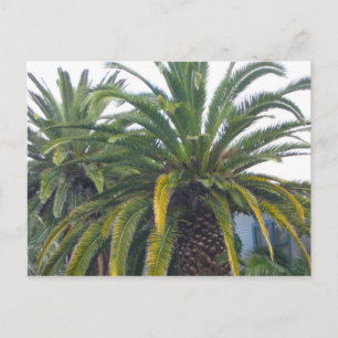 Carte postale Palm Trees