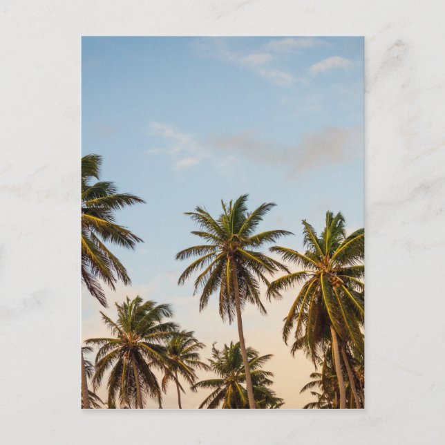 Carte Postale Palmes 5 (Devant)