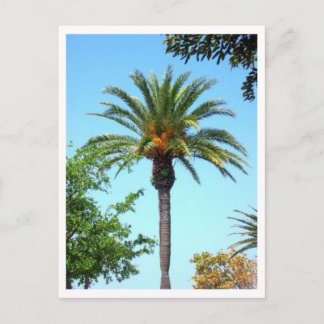 Carte Postale Palmier