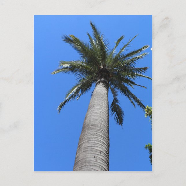 Carte Postale Palmier (Devant)
