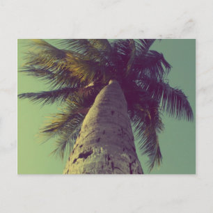Carte Postale Palmier