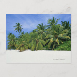 Carte Postale Palmier 3