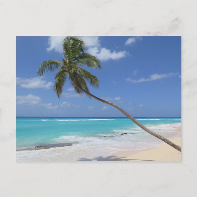 Carte Postale Palmier Barbade (Devant)