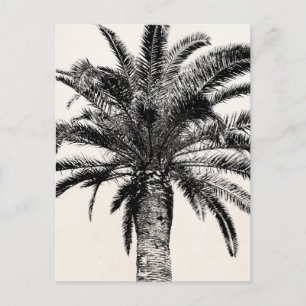 Carte Postale Palmier de l'île tropicale rétro en noir et blanc