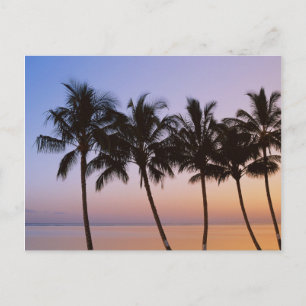 Carte Postale Palmier, matin