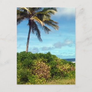 Carte Postale palmier nauru
