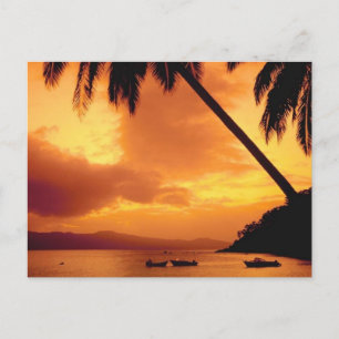 Carte Postale Palmier sur l'eau