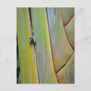 Carte Postale Palmier Voyageurs