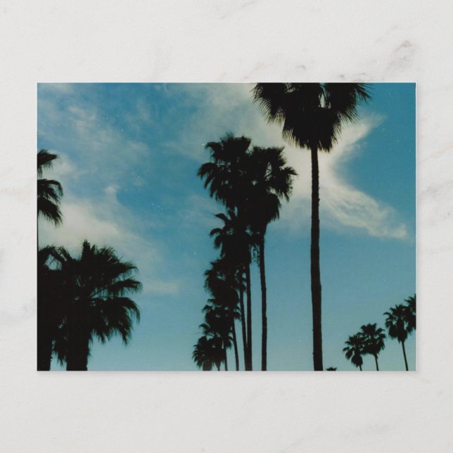 Carte Postale Palmiers (Devant)