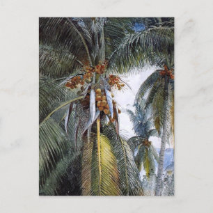 Carte Postale Palmiers à coco, Key West, Floride,