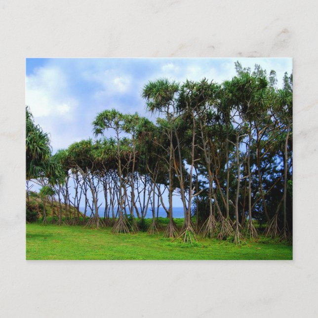 Carte Postale Palmiers à pied à Hawaii (Devant)