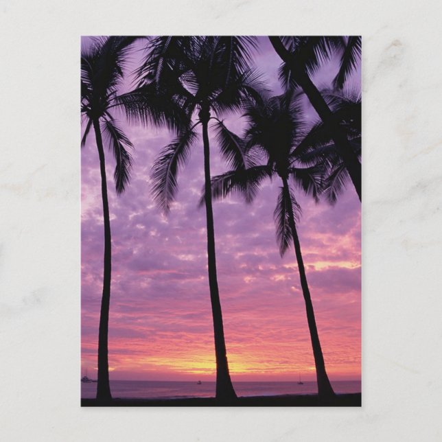 Carte Postale Palmiers contre ciel (Devant)