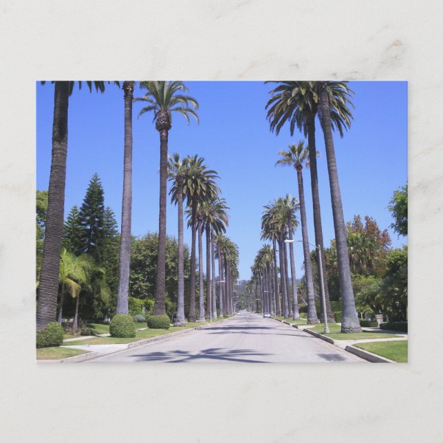 Carte Postale Palmiers dans une rue de Los Angeles (Devant)