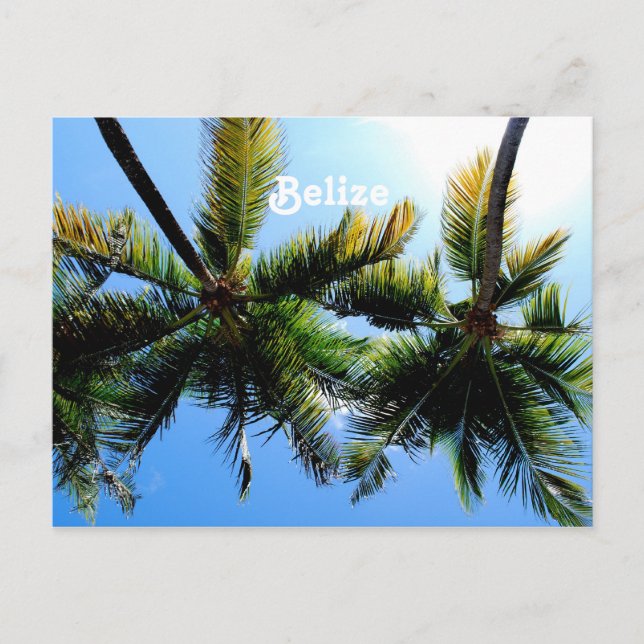 Carte Postale Palmiers de Belize (Devant)