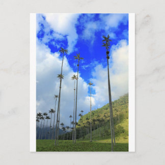 Carte Postale Palmiers de cire Cocora valley Colombie