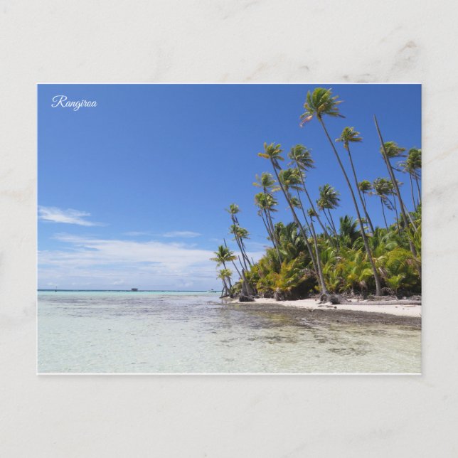 Carte Postale Palmiers de Rangiroa (Devant)