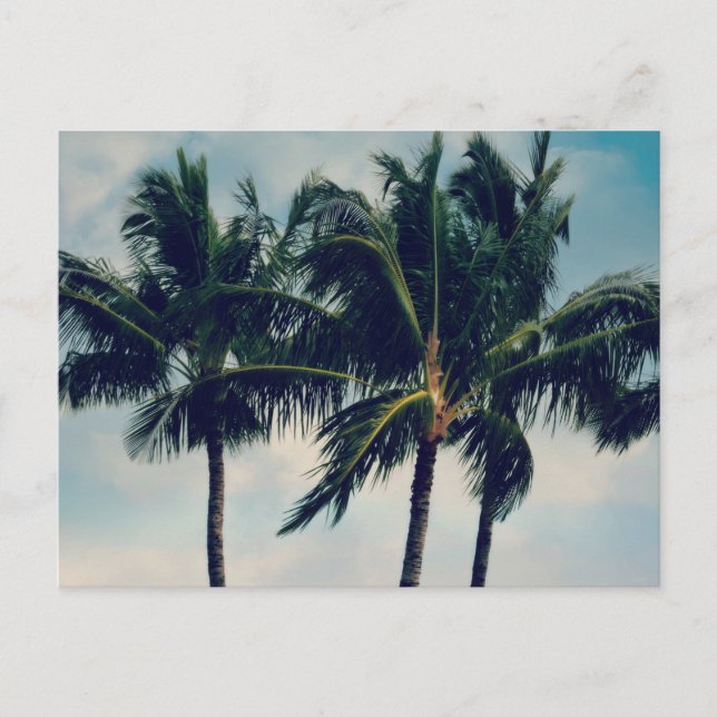 Carte Postale Palmiers d'Hawaii (Devant)