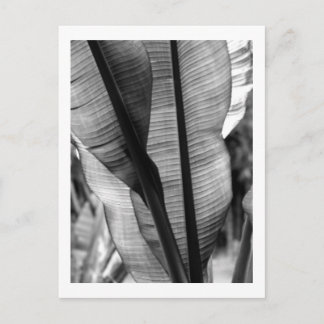 Carte Postale Palmiers en noir et blanc