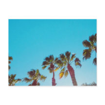 Palmiers ensoleillés